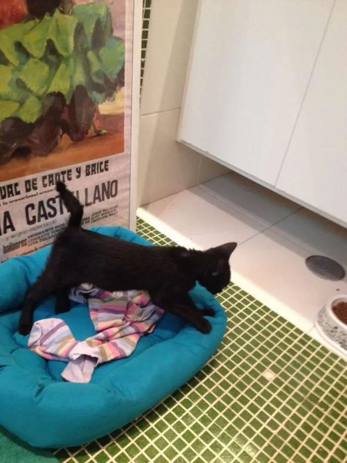 Gato ra a  idade Abaixo de 2 meses nome Bumi