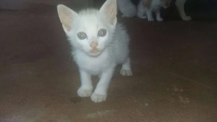 Gato ra a  idade Abaixo de 2 meses nome NINA