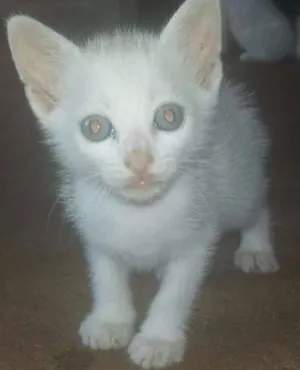 Gato raça  idade Abaixo de 2 meses nome NINA