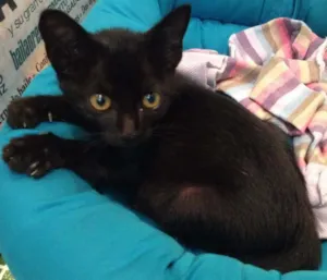 Gato raça  idade Abaixo de 2 meses nome Bumi