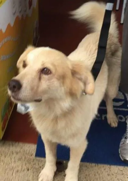 Cachorro raça vira lata idade 3 anos nome buggy