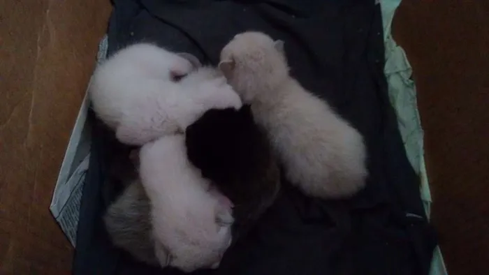 Gato ra a Ciames idade Abaixo de 2 meses nome Nina