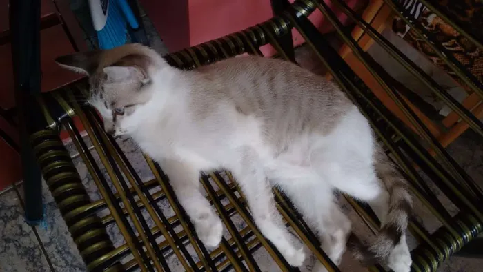 Gato ra a Ciames idade Abaixo de 2 meses nome Nina