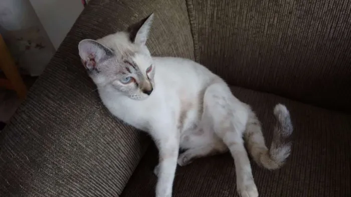 Gato ra a Ciames idade Abaixo de 2 meses nome Nina