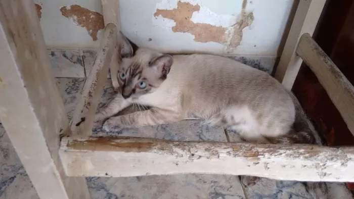 Gato ra a Ciames idade Abaixo de 2 meses nome Nina