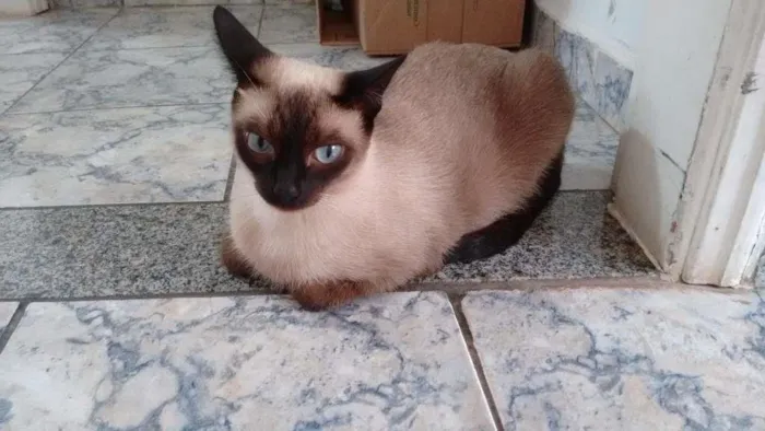 Gato ra a Ciames idade Abaixo de 2 meses nome Nina
