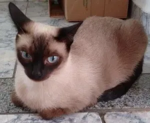 Gato raça Ciames idade Abaixo de 2 meses nome Nina