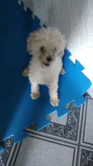 Cachorro raça Poodle idade 2 anos nome nao tem