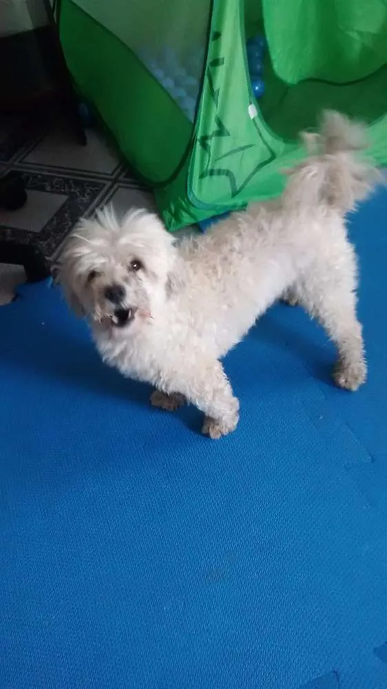 Cachorro ra a Poodle idade 2 anos nome nao tem