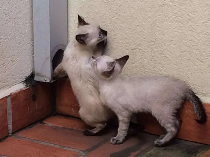 Gato ra a Siamês idade  nome Filhotes siamês