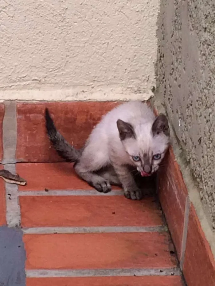 Gato ra a Siamês idade  nome Filhotes siamês