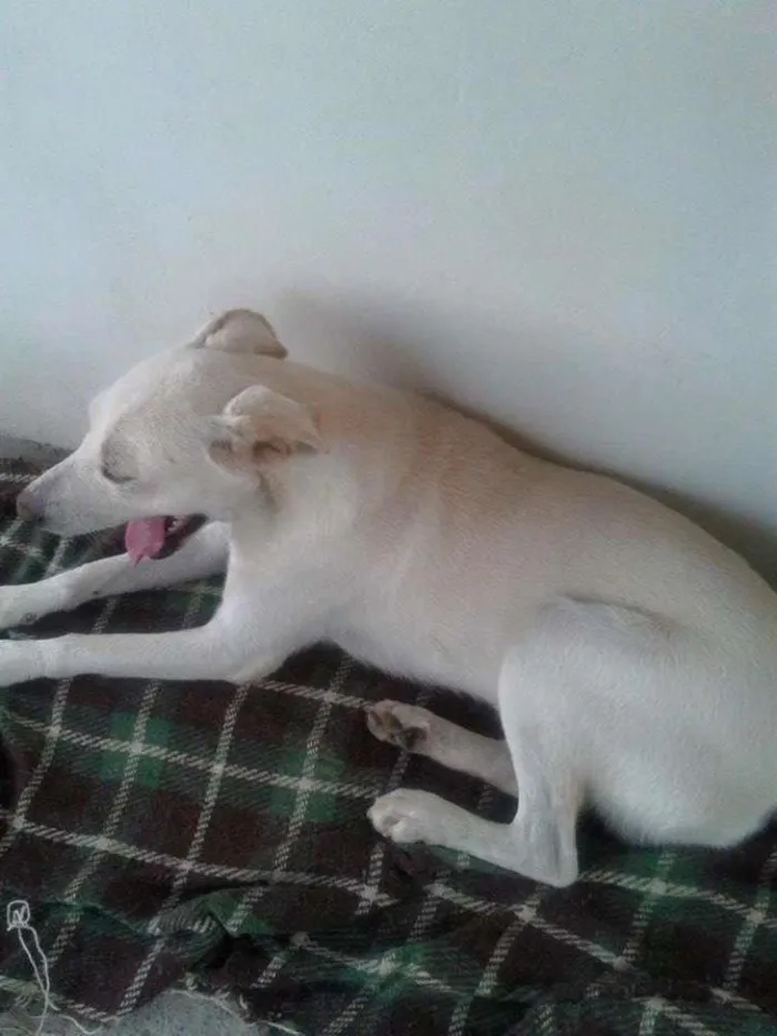 Cachorro ra a SRD idade 1 ano nome Sem nome