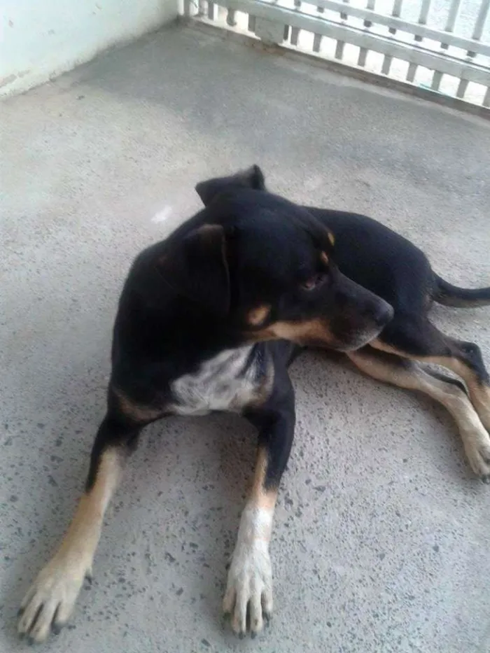 Cachorro ra a SRD idade 1 ano nome sem nome