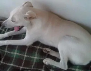 Cachorro raça SRD idade 1 ano nome Sem nome