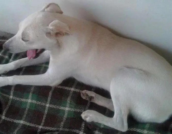 Cachorro ra a SRD idade 1 ano nome Sem nome