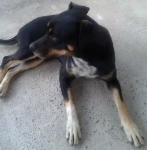 Cachorro raça SRD idade 1 ano nome sem nome