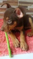 Akira