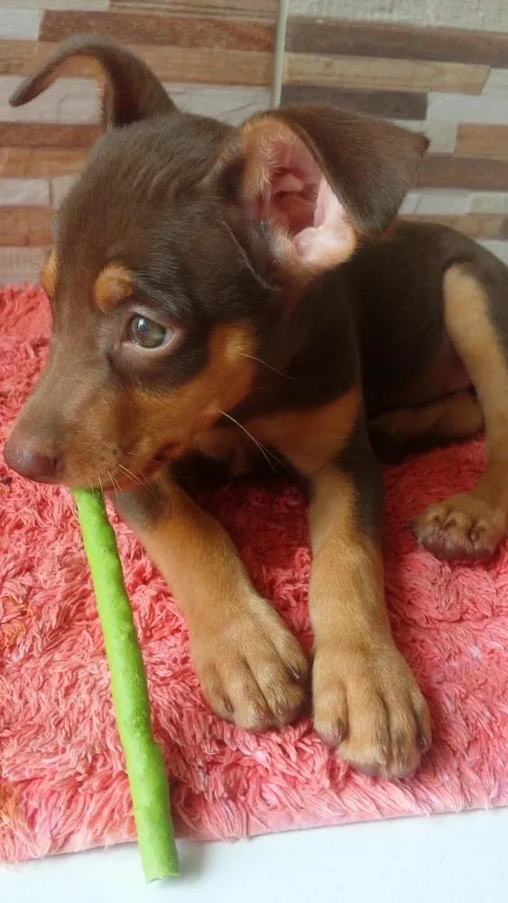 Cachorro ra a Vira lata idade 2 a 6 meses nome Akira