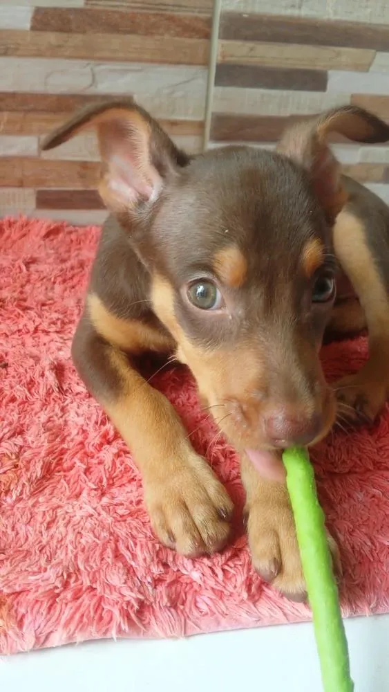 Cachorro ra a Vira lata idade 2 a 6 meses nome Akira