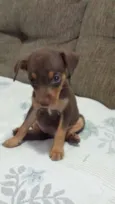 Akira