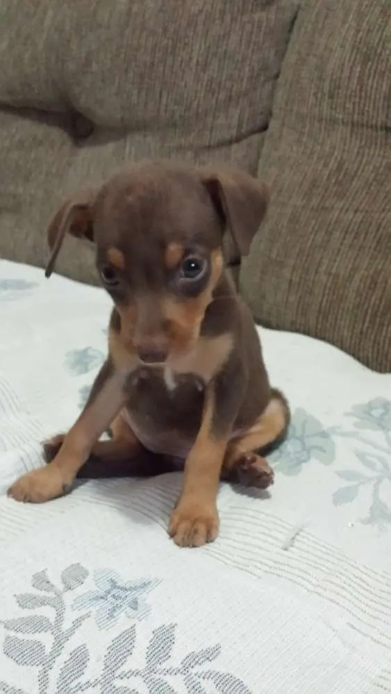 Cachorro ra a Vira lata idade 2 a 6 meses nome Akira