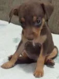 Akira