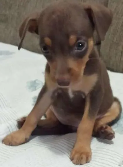 Cachorro ra a Vira lata idade 2 a 6 meses nome Akira