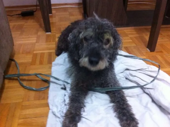 Cachorro ra a Poodle idade 6 ou mais anos nome ???
