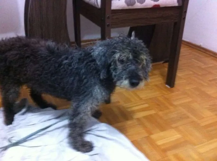 Cachorro ra a Poodle idade 6 ou mais anos nome ???