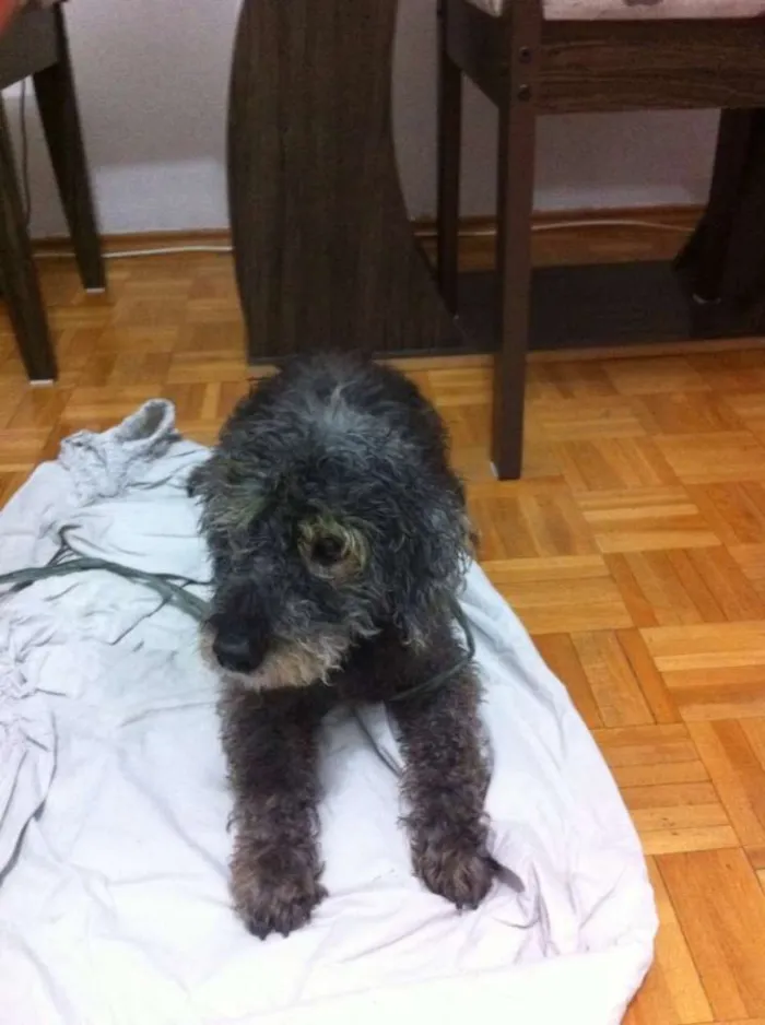 Cachorro ra a Poodle idade 6 ou mais anos nome ???