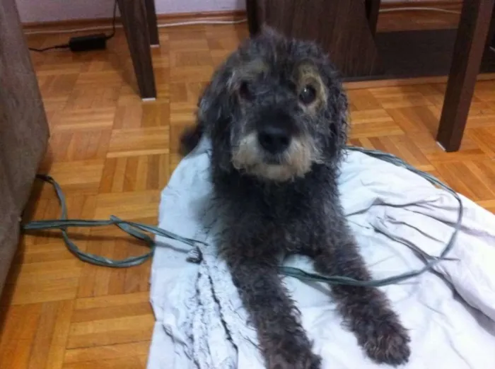 Cachorro ra a Poodle idade 6 ou mais anos nome ???