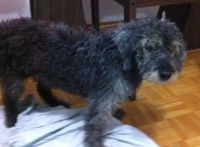Cachorro ra a Poodle idade 6 ou mais anos nome ???