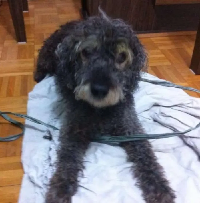 Cachorro ra a Poodle idade 6 ou mais anos nome ???