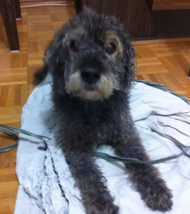 Cachorro ra a Poodle idade 6 ou mais anos nome ???
