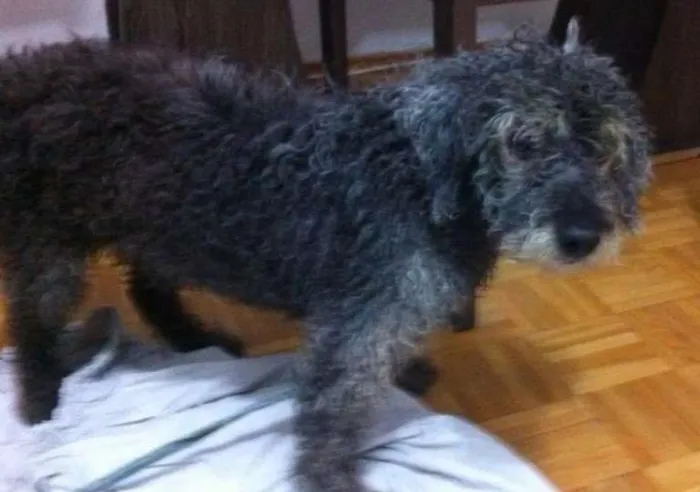 Cachorro ra a Poodle idade 6 ou mais anos nome ???