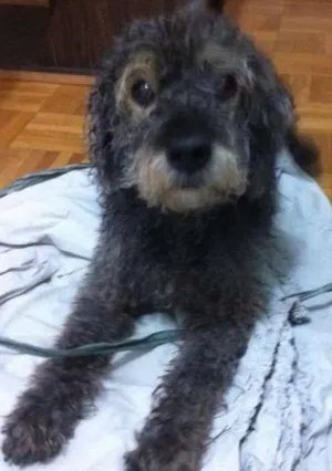 Cachorro raça Poodle idade 6 ou mais anos nome ???