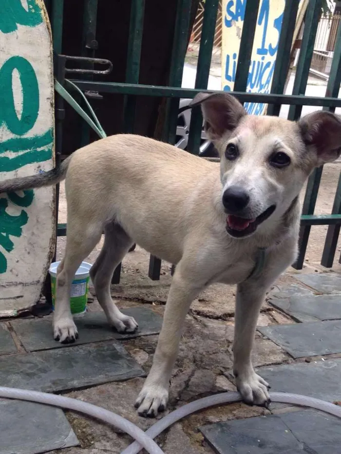 Cachorro ra a Vira lata  idade 1 ano nome Sem nome