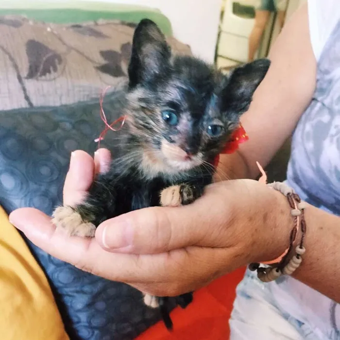 Gato ra a SRD idade Abaixo de 2 meses nome Sem nome