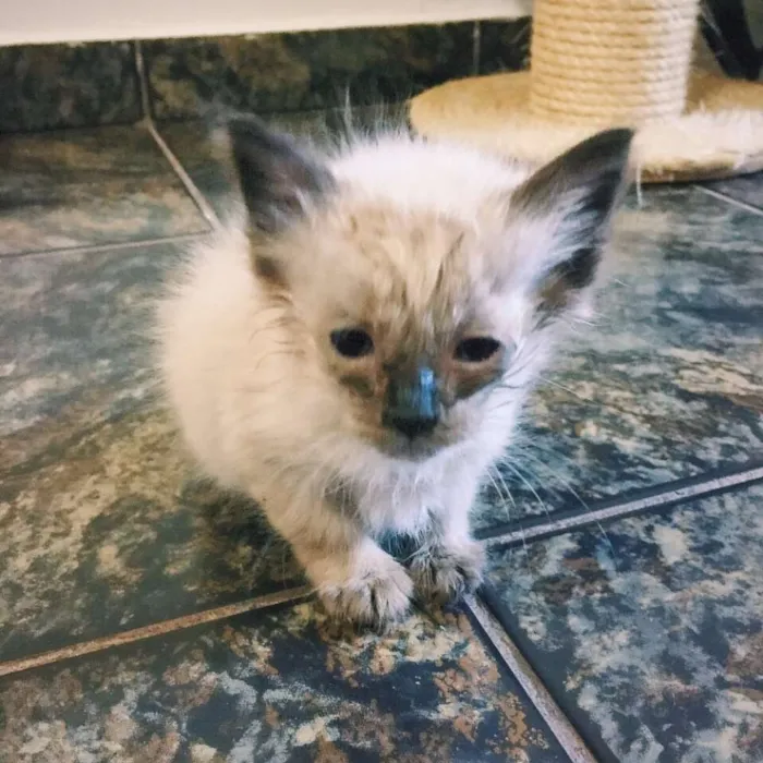 Gato ra a SRD idade Abaixo de 2 meses nome Sem nome