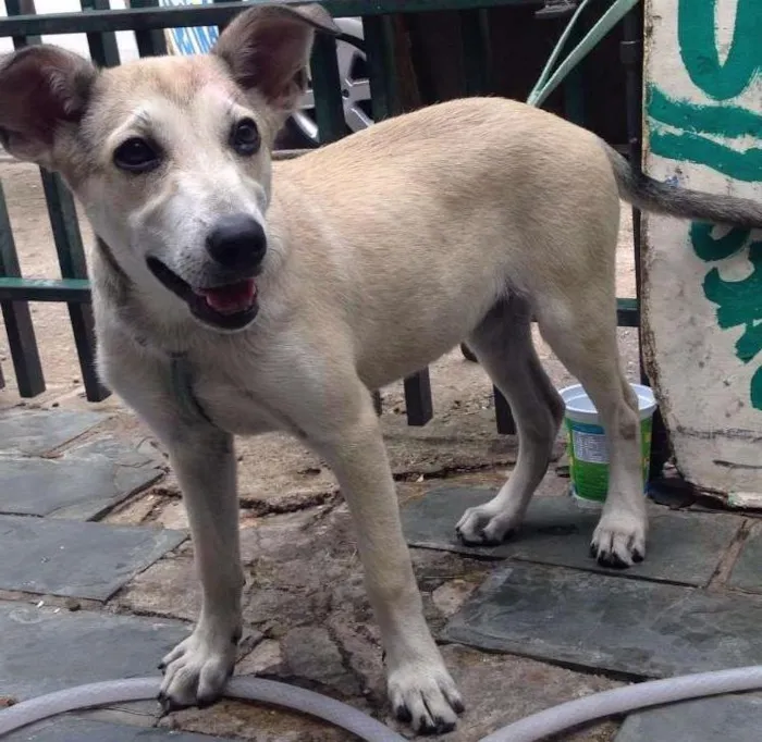 Cachorro ra a Vira lata  idade 1 ano nome Sem nome