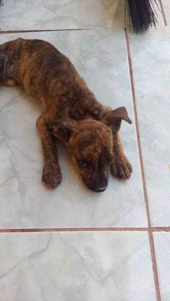 Cachorro ra a  idade  nome Sem nome