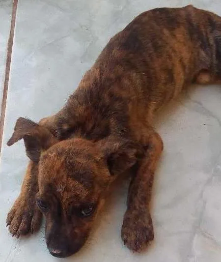 Cachorro ra a  idade  nome Sem nome