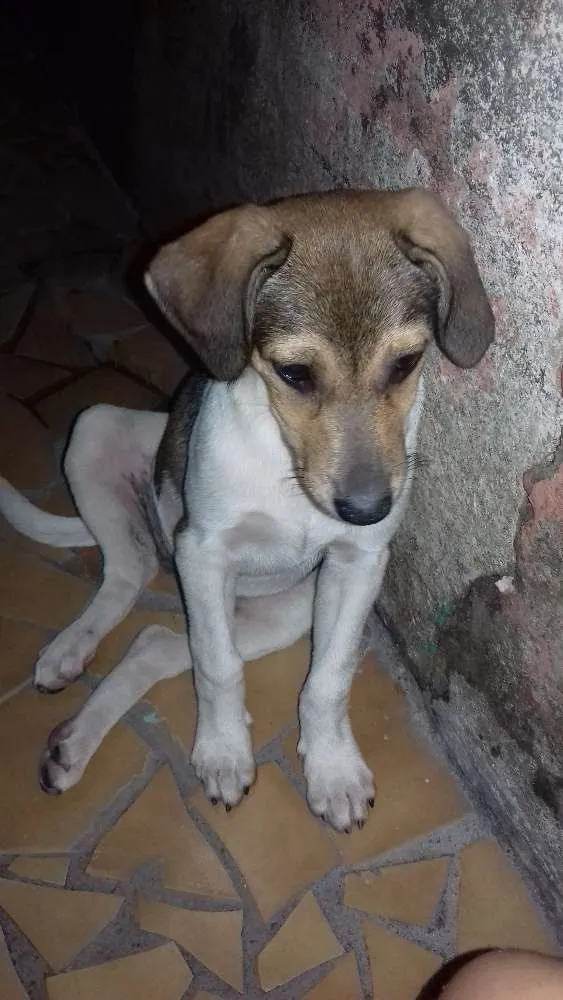 Cachorro ra a Não sei idade 7 a 11 meses nome Melissa