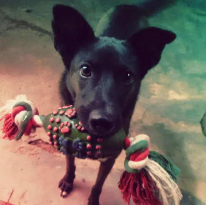 Cachorro ra a SRD idade 1 ano nome Preta