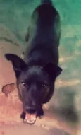 Preta