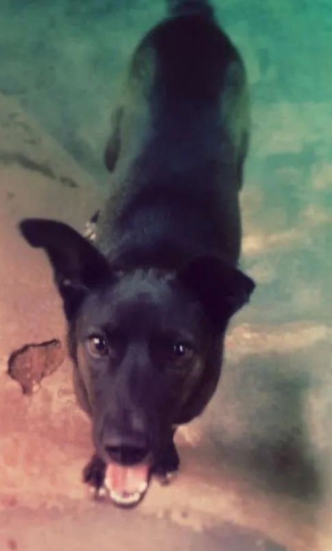 Cachorro ra a SRD idade 1 ano nome Preta