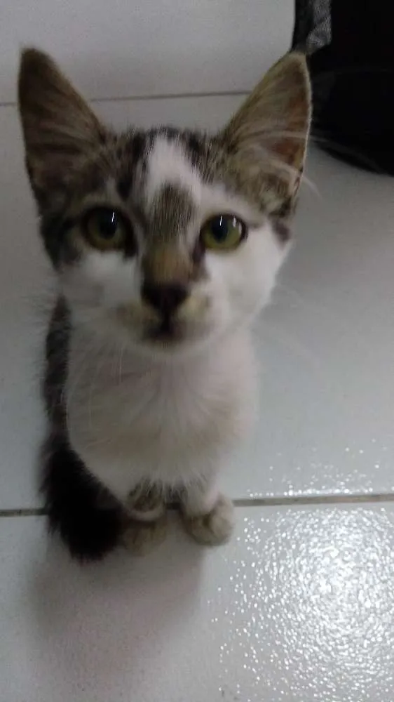 Gato ra a  idade Abaixo de 2 meses nome sem nome