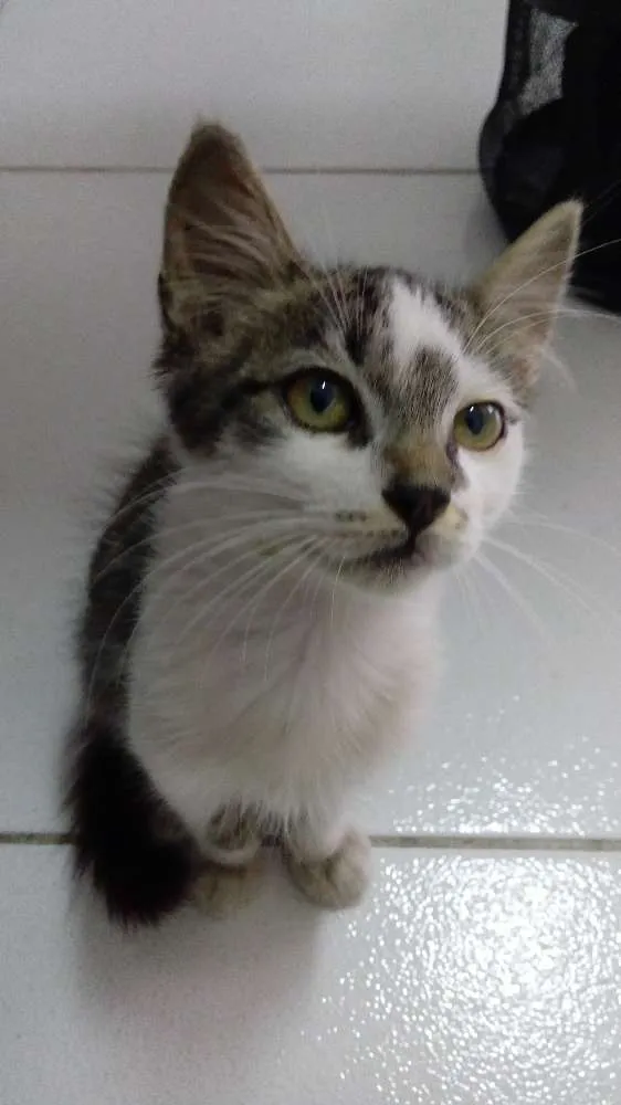 Gato ra a  idade Abaixo de 2 meses nome sem nome