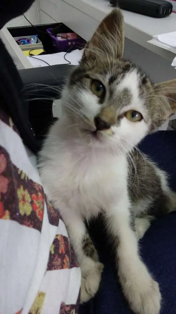 Gato ra a  idade Abaixo de 2 meses nome sem nome