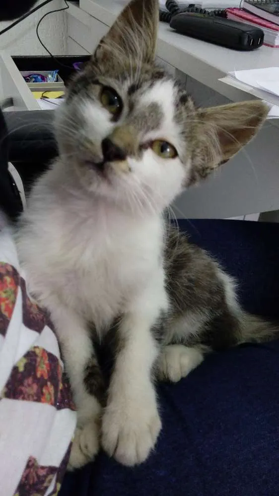 Gato ra a  idade Abaixo de 2 meses nome sem nome